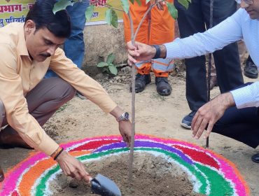 Tree Plantation Drive