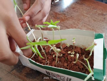 SEED GERMINATION D
