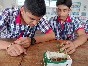 SEED GERMINATIO C