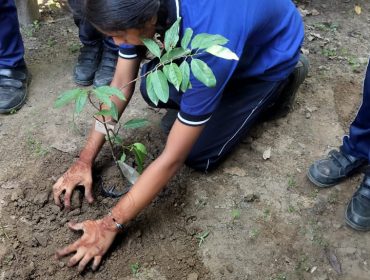 Green Drive Under Swachhata Pakhwada