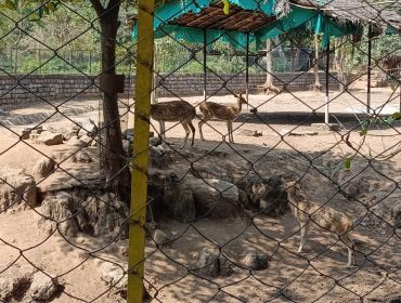 कक्षा 7 वेल्लोर चिड़ियाघर का भ्रमण
