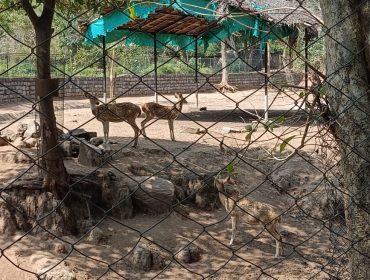 कक्षा 7 वेल्लोर चिड़ियाघर का भ्रमण