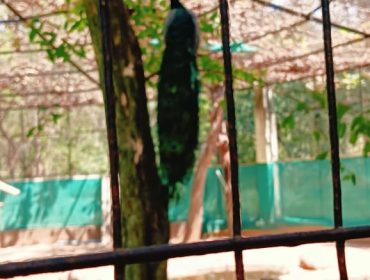 कक्षा 7 वेल्लोर चिड़ियाघर का भ्रमण