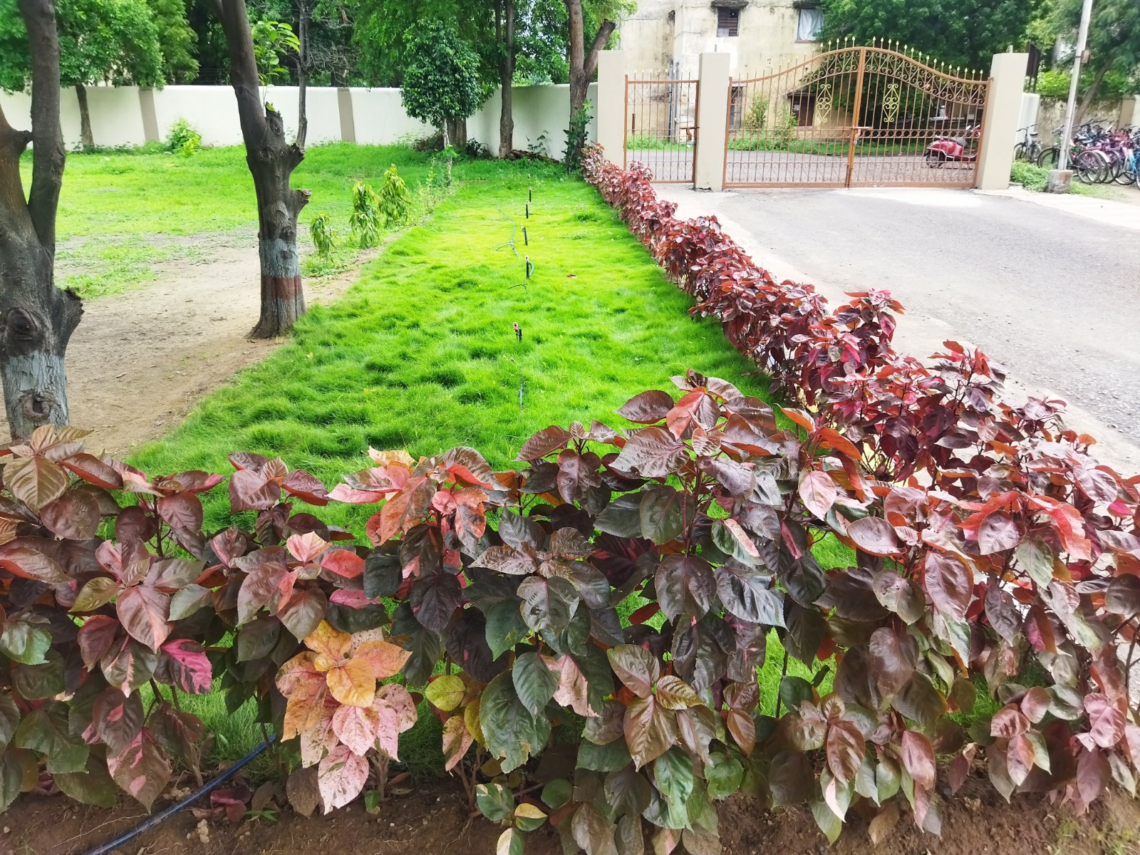 उद्यान विकास