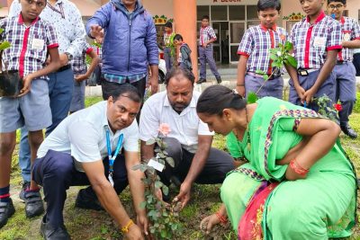 TREE PLANTATION