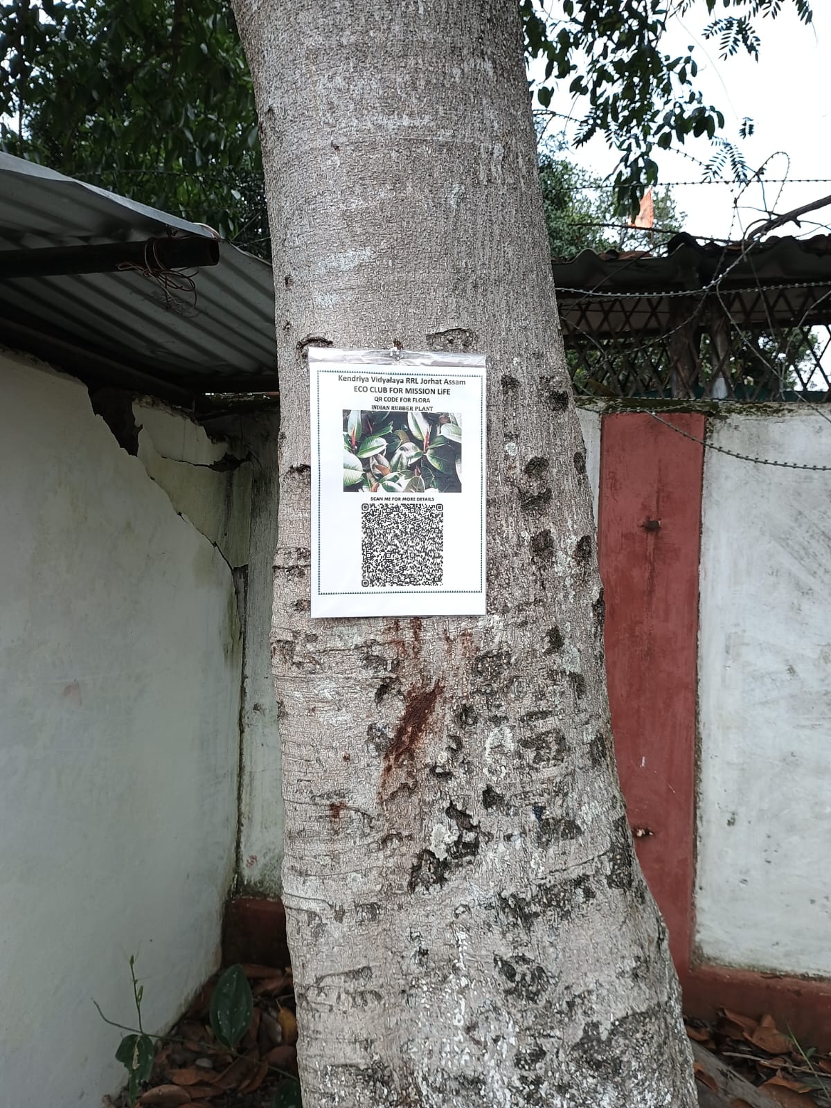 QR Code for Flora under Eco Club for Misson LiFEE
