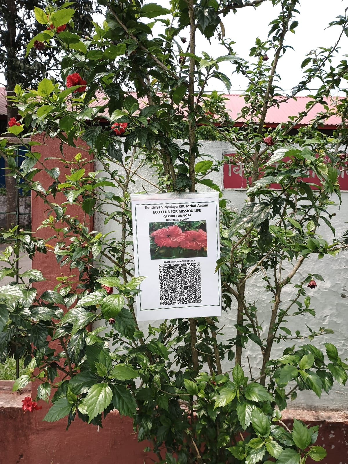 QR Code for Flora under Eco Club for Misson LiFEE