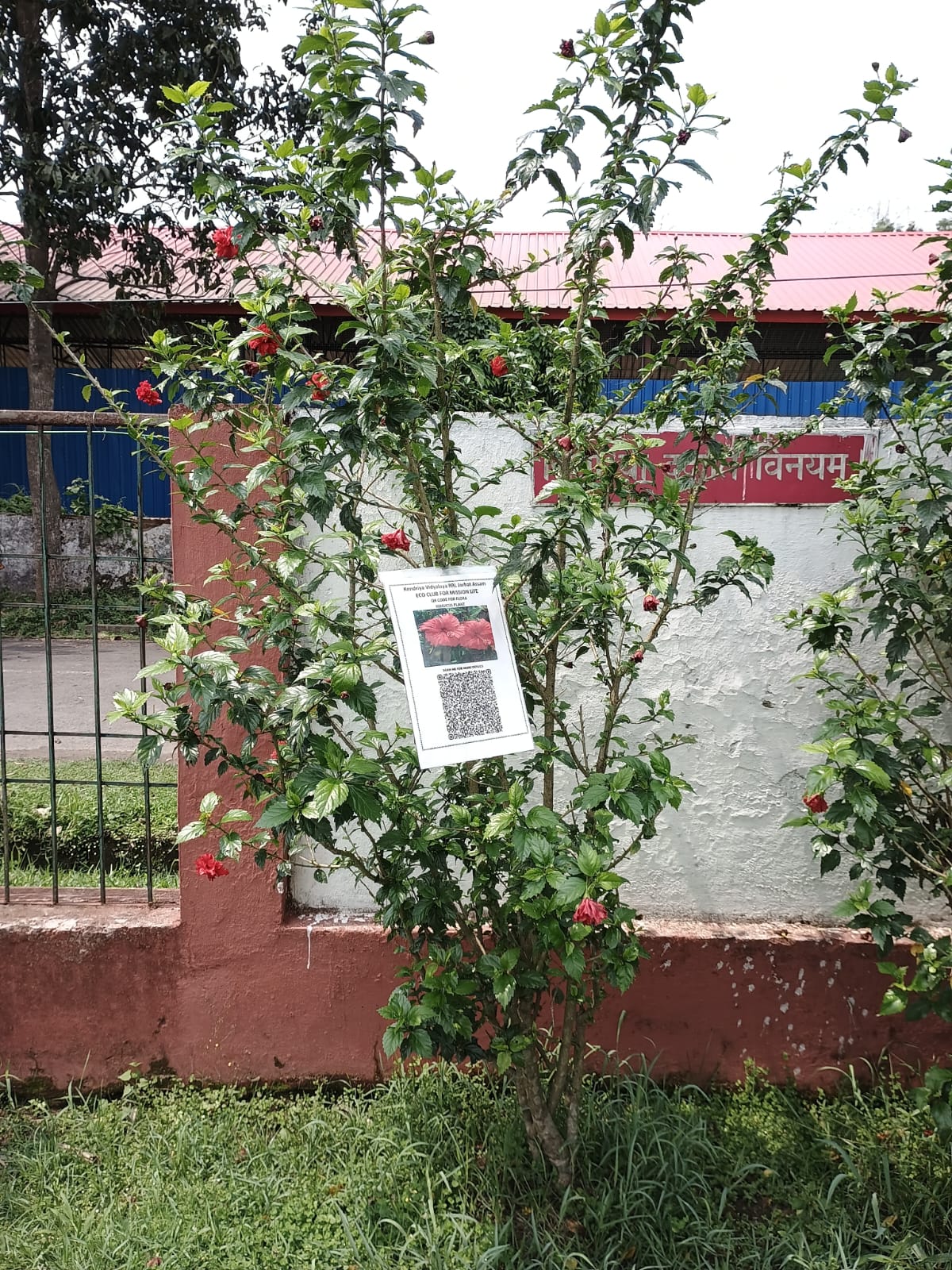 QR Code for Flora under Eco Club for Misson LiFEE