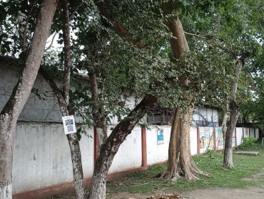 QR Code for Flora under Eco Club for Misson LiFEE