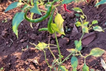 Kitchen Garden