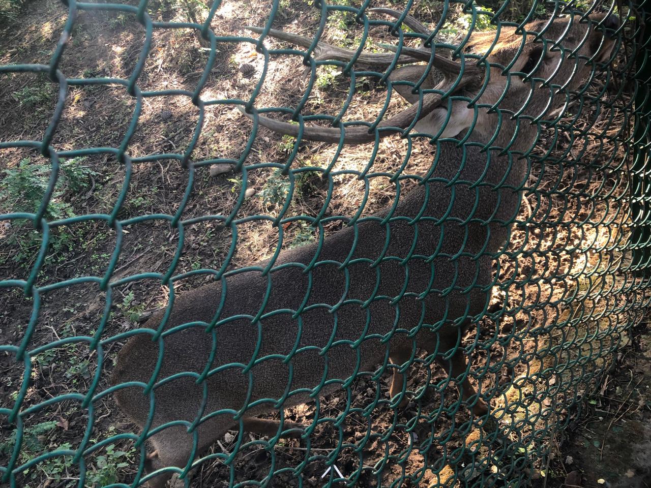 ज़ाम्बू चिड़ियाघर का दौरा