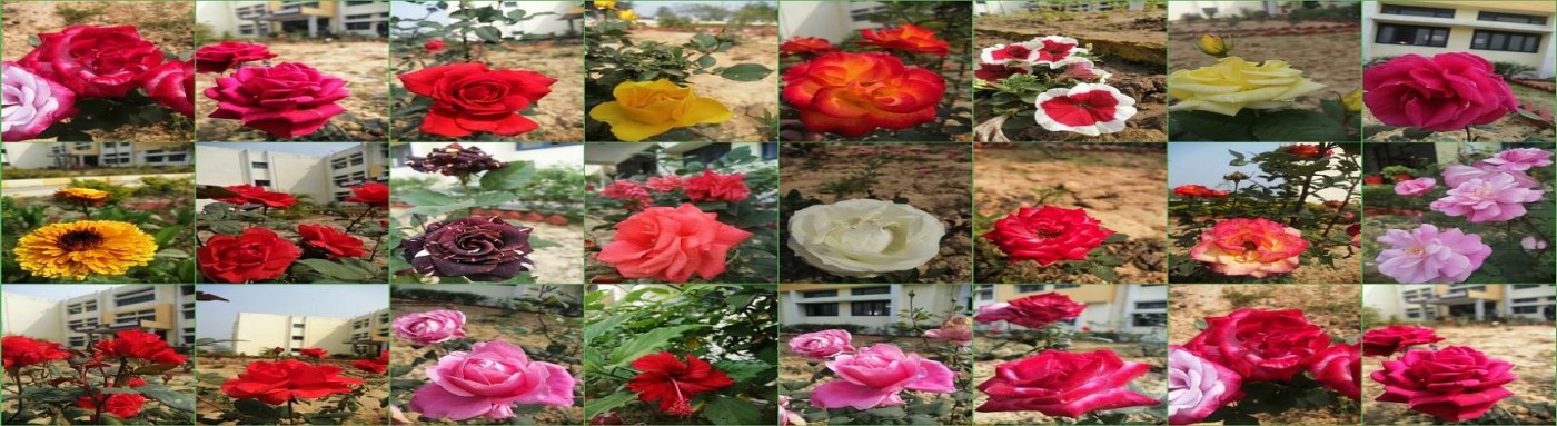 Flower Garden at Vidyalaya