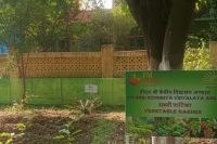 KITCHEN GARDEN