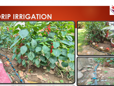 DRIP IRRIGATION