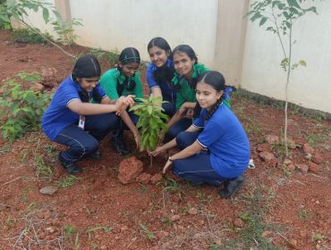 PLANTATION
