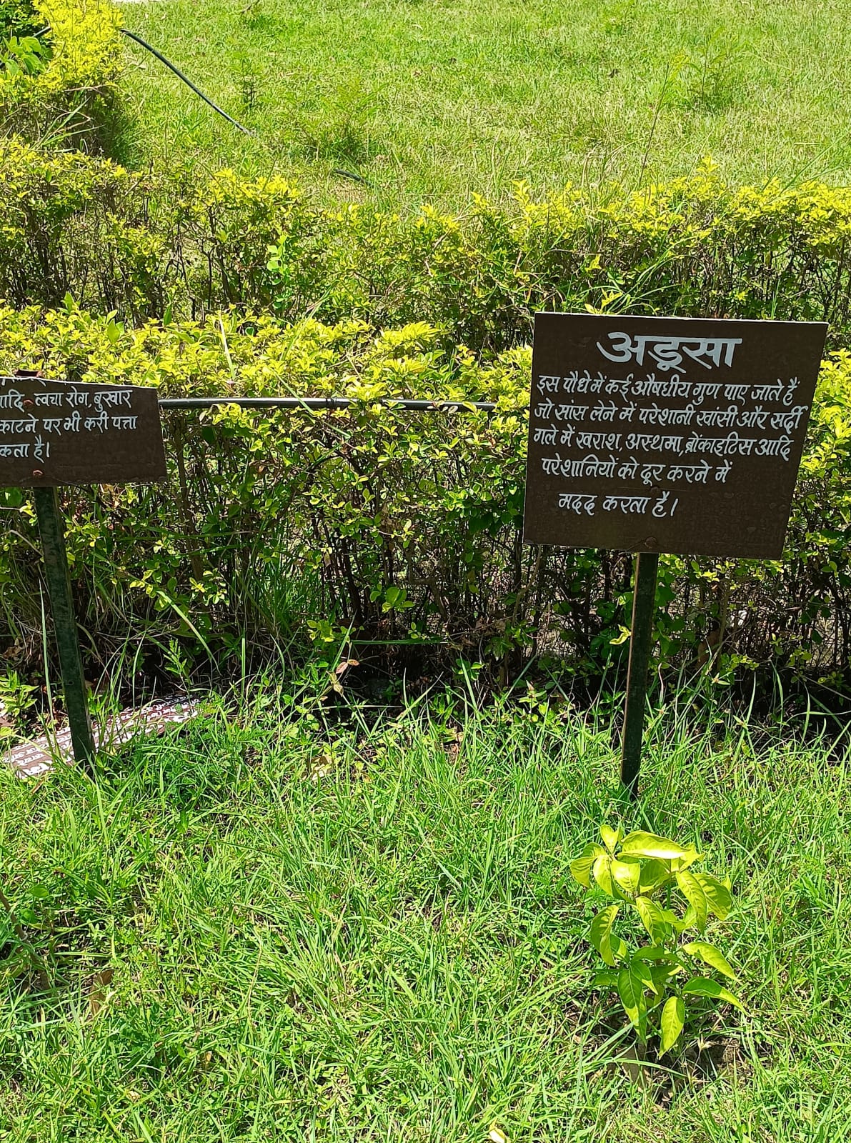 औषधीय उद्यान