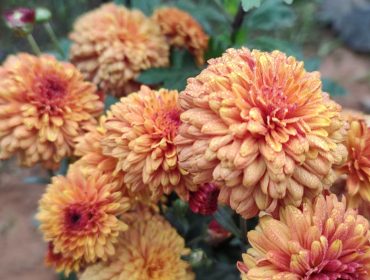 IMG_20250129_075021682