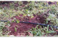 Drip Irrigation