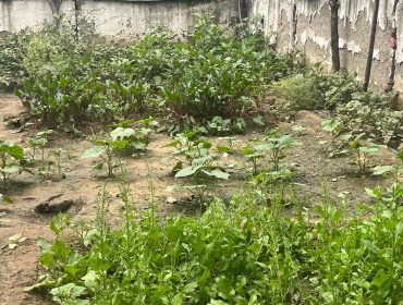 school herbal garden