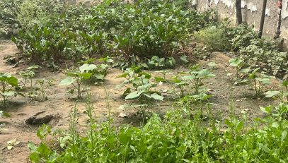 school herbal garden