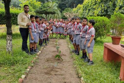 Tree Plantation