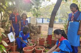 TREE PLANTATION