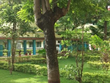 विद्यालय के पेड़
