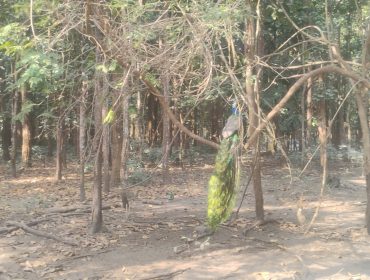 CLASS 7 - EXPOSURE VISIT TO BENGAL SAFARI - 2026