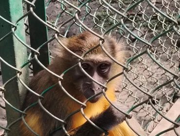 CLASS 10 - EXPOSURE VISIT TO BENGAL SAFARI - 2026