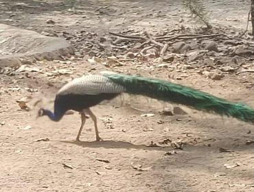 CLASS 10 - EXPOSURE VISIT TO BENGAL SAFARI - 2026