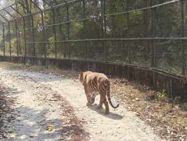 CLASS 6 - EXPOSURE VISIT TO BENGAL SAFARI - 2026