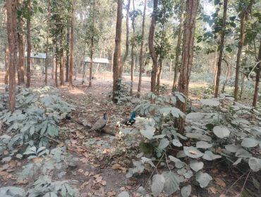 CLASS 8 - EXPOSURE VISIT TO BENGAL SAFARI - 2026