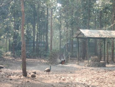 CLASS 8 - EXPOSURE VISIT TO BENGAL SAFARI - 2026