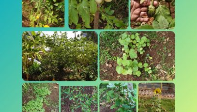 SCHOOL KITCHEN GARDEN