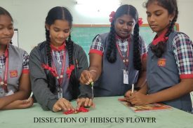 DISSECTION OF HIBISCUS FLOWER