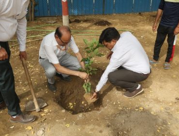 पर्यावरण दिवस