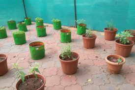 Kitchen garden