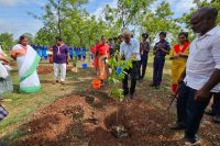 TREE PLANTATION