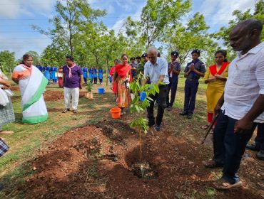 TREE PLANTATION