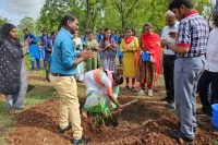 TREE PLANTATION