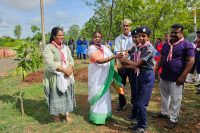 TREE PLANTATION