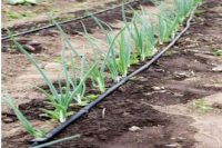 Drip Irrigation