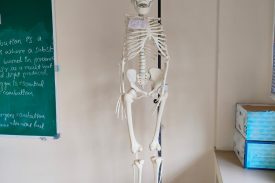 Skeleton at Lab