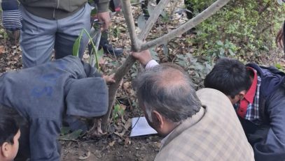 PLANT1