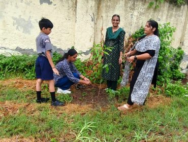 tree plantation