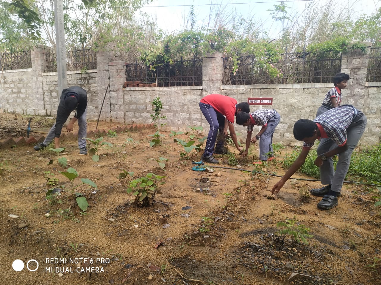 kitchen garden