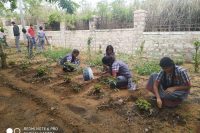 kitchen garden