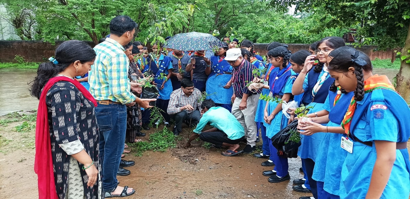 tree plantation