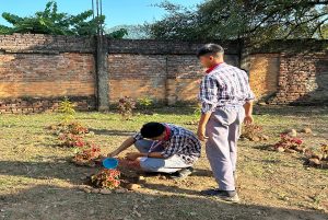 Tree plantation_2