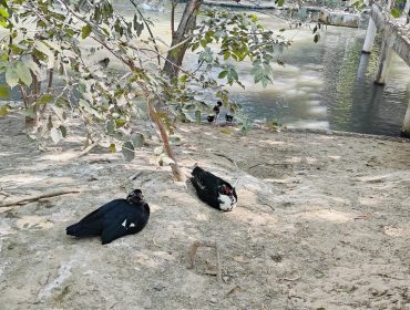 FIELD VISIT PREPARATORY STAGE STUDENTS TO ZOOLOGICAL PARK KANPUR